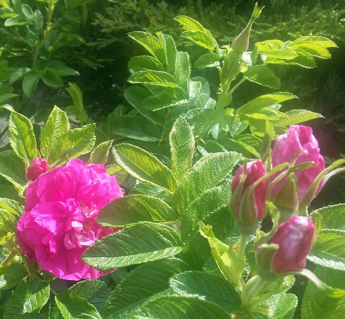  photo 20140718_103800-1_zpsxsnwkwbz.jpg